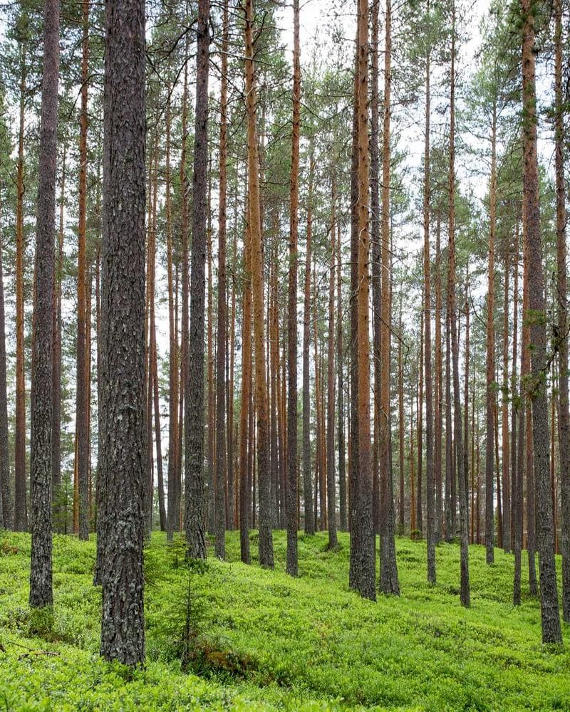 دفتر كتّاني